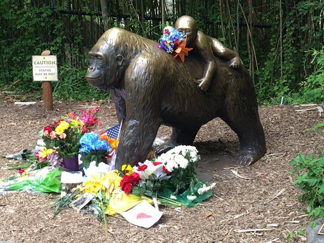 'Everyone wants to be the expert' on Harambe