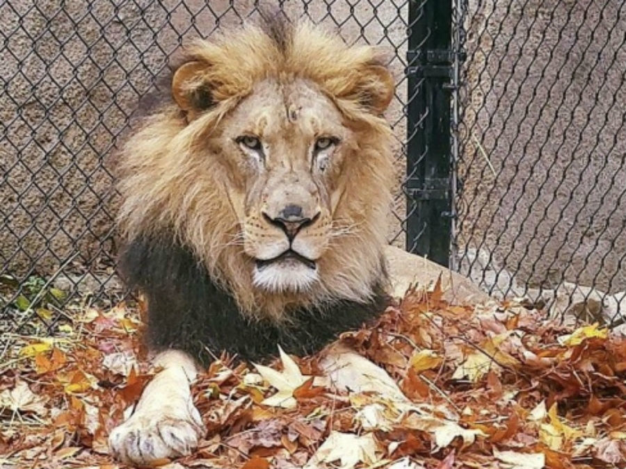 Warm weather-loving animals at Cincinnati Zoo stay plenty busy during