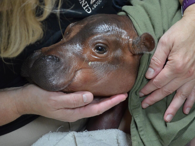 Get your Fiona fix and check out the zoo's baby hippo photos