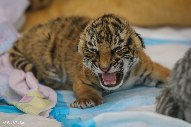 Feeding time for Cincinnati Zoo�s Malayan tiger cubs Gallery