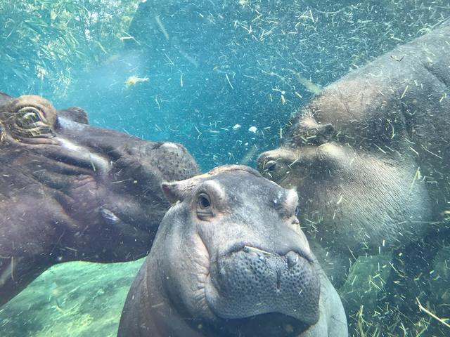 Hear Cincinnati Podcast Police Caught Lying Cincinnati Zoo Discusses Henry The Hippo S Death
