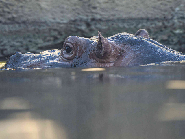 GALLERY: Cincinnati Zoo celebrates baby hippo Fiona's birthday