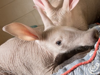 The adorable faces you'll see at Zoo Babies