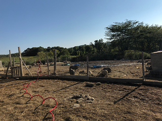 Animal rescue concerned about 500 pigs on farm