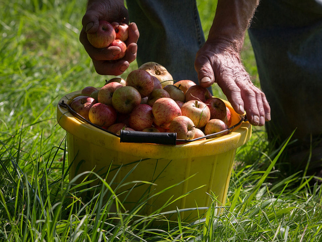 Ohio orchards say rain, heat spoiled popular Honeycrisp crop