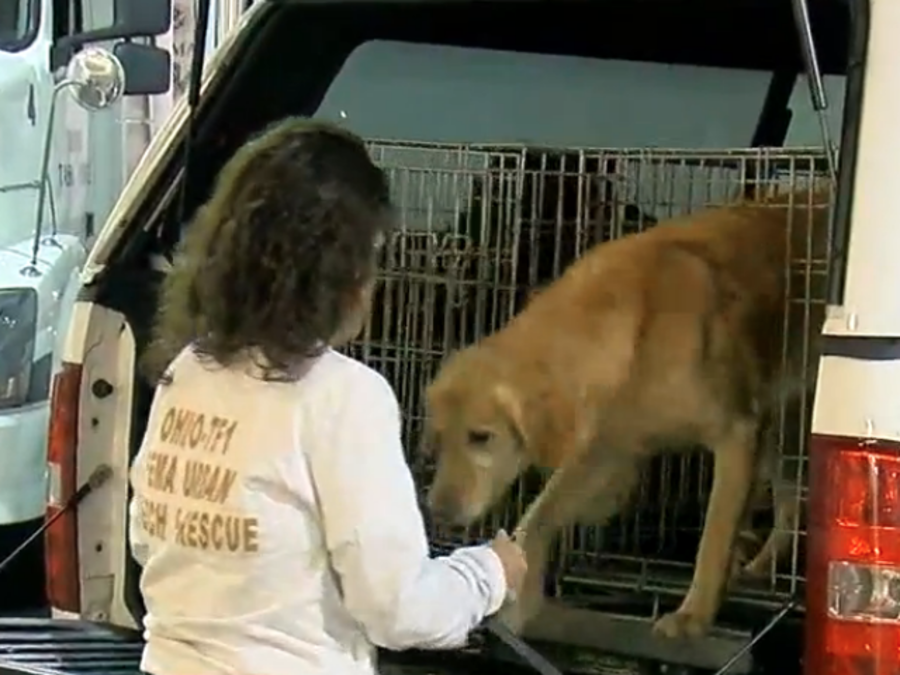 Ohio Task Force One sends K-9 unit to recover Hurricane Michael victims - WCPO C...